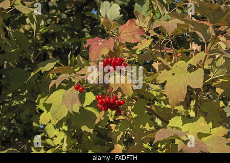 Kalinka bacche (viburnum opulus), noto anche come, viburno-rose, o europeo, cranberrybush uglich, Russia Foto Stock