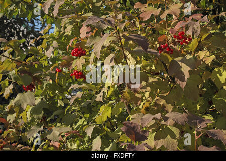 Kalinka bacche (viburnum opulus), noto anche come, viburno-rose, o europeo, cranberrybush uglich, Russia Foto Stock