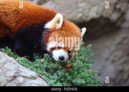 Panda rosso bear (Ailurus fulgens) Foto Stock