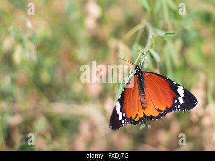 Foto di una farfalla monarca in Sud Africa campo di Lucerna Foto Stock