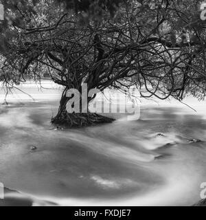 Foresta Atlantica - Itacimirim - Praia do Forte Foto Stock