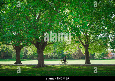 Jesus Green Cambridge, vista di una donna anziana che pedalava attraverso Jesus Green a tarda primavera, Cambridge, Inghilterra, Regno Unito. Foto Stock