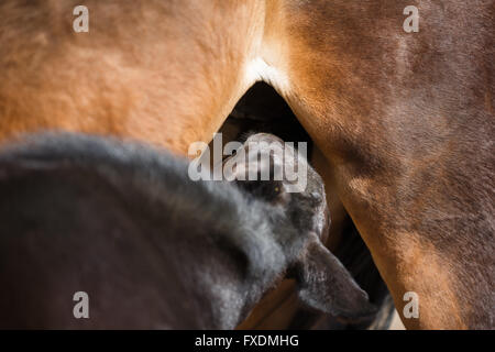 Il giovane puledro succhiare il latte materno close up Foto Stock