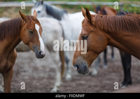 Cavalli sul prato in estate Foto Stock