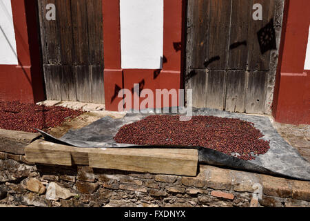 Appena raccolte arabica rosse bacche di caffè essiccamento al sole nel centro storico di San Sebastian Messico Foto Stock