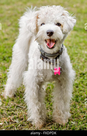 Bianco cane Poddle starring al davanti guardando come sorridente Foto Stock