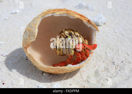 Terra di fragola granchio eremita è mangiare i giovani di cocco, Isola di Natale, Kiribati Foto Stock
