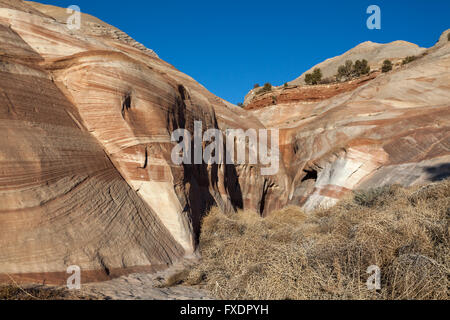 Tumbleweed raccolta all'ingresso di una slot canyon dello Utah Foto Stock