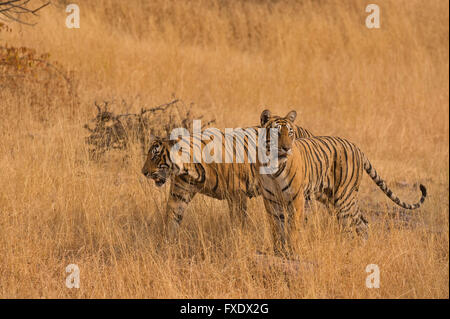 Due selvaggi le tigri del Bengala o tigri indiano (Panthera tigris tigris), femmina adulta e sub adulto cub, passeggiate in un'erba secca Foto Stock
