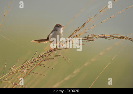 Bianco-browed Wren-Warbler o Normale Prinia (Prinia inornata) sono ' appollaiati su una lama di erba alta, Ranthambhore National Park Foto Stock