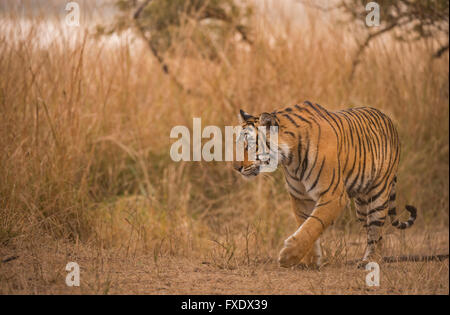 Wild tigre del Bengala o Indian Tiger (Panthera tigris tigris) stalking in erba secca, Ranthambhore National Park, Rajasthan Foto Stock