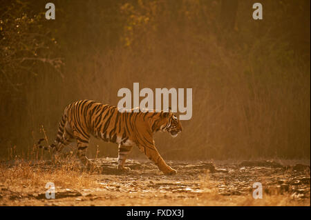 Wild tigre del Bengala o Indian Tiger (Panthera tigris tigris) camminando su un sentiero roccioso in foreste secche, retroilluminato Foto Stock