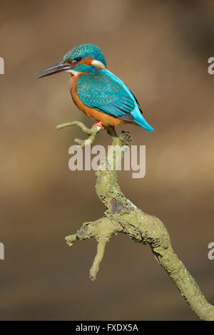 Kingfisher (Alcedo atthis), arroccato maschio, chiamata Neckar, Baden-Württemberg, Germania Foto Stock