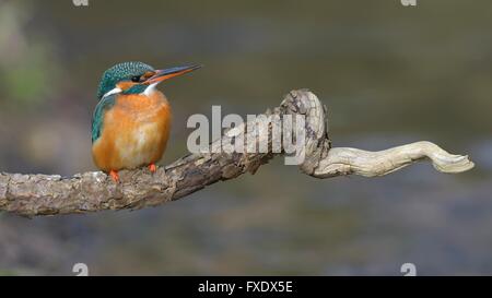 Kingfisher (Alcedo atthis), arroccato in appoggio femmina, Neckar, Baden-Württemberg, Germania Foto Stock