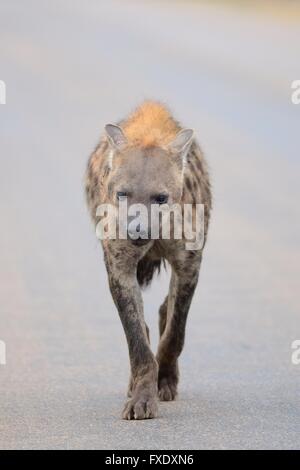 Spotted Hyena (Crocuta crocuta), camminando su una strada asfaltata, il Parco Nazionale Kruger, Sud Africa Foto Stock