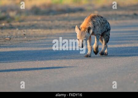 Avvistato Iena o ridere Iena (Crocuta crocuta) cub, camminando su una strada asfaltata, la mattina presto, Parco Nazionale Kruger Foto Stock