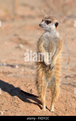 Meerkat (Suricata suricatta), adulto in piedi, osservando le frazioni, Kgalagadi transfrontaliera Parco Nazionale, Capo Settentrionale Foto Stock