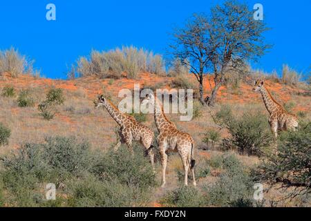 Giraffe (Giraffa camelopardalis), tre giovani su una rossa duna di sabbia che guardano nella stessa direzione, transfrontaliero Kgalagadi Foto Stock