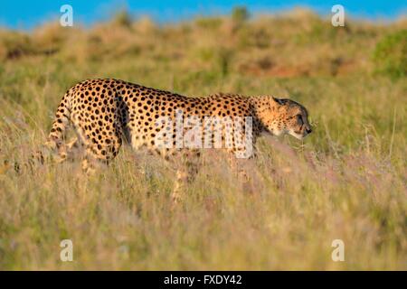 Ghepardo (Acinonyx jubatus), camminando attraverso erba alta, Addo Elephant National Park, Capo orientale, Sud Africa Foto Stock