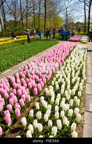 I turisti in visita "il Keukenhof' in primavera. Si tratta di un famoso giardino fiorito con più di un milione di visitatori ogni anno. Foto Stock