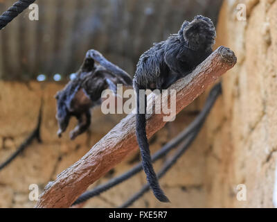 Sud Americana Goeldi di scimmie marmoset Foto Stock