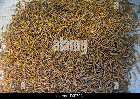 La produzione su larga scala di insetti commestibili (mealworms) in Olanda Foto Stock