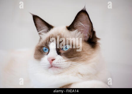 Ritratto di un giovane di avviso gatto Ragdoll Foto Stock