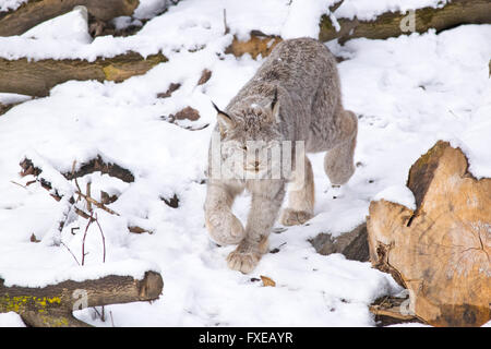 Una lince canadese nella neve. Foto Stock