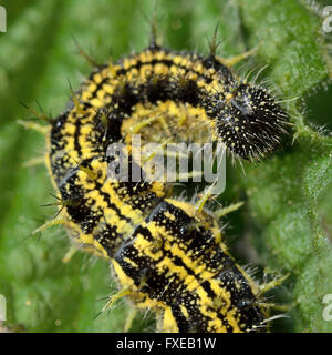 Piccola tartaruga (Aglais urticae) caterpillar. Coppia di giallo e nero spinoso larva di farfalla nella famiglia Nymphalidae Foto Stock