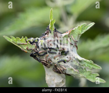 Farfalla pavone (Aglais io) early instar bruchi. Un gran numero di piccole larve nella famiglia Nymphalidae in un sito web Foto Stock