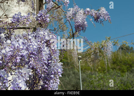 Pianta di glicine in un antico cortile con altri Fiori Foto Stock