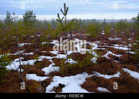 Mattino Nuvoloso in corrispondenza di zone umide in aprile. "Bludovo boloto" (Bawdry wetland) nel Parco Nazionale del Lago Plesheevo, Yaroslavl Regione, Russia Foto Stock