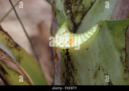 Chiudere l immagine di appena rifilato Ensete ventricosum, abissino di banana leaf stelo con gocciolamento di SAP Foto Stock