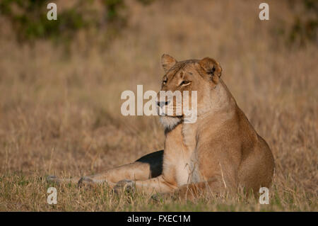 Femmina di leone africano (Panthera leo) riposo nel Parco Nazionale di Kruger, Sud Africa Foto Stock