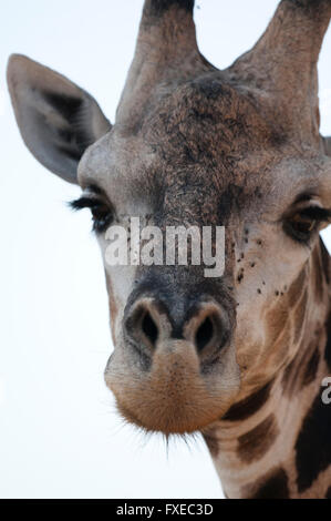 Close up di un sudafricano Giraffe (Giraffa camelopardalis) nel Parco Nazionale di Kruger, Sud Africa Foto Stock