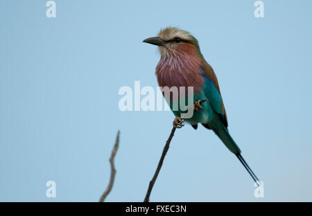 Lilla-breasted rullo (Coracias caudatus) arroccato contro un cielo blu nel Parco Nazionale di Kruger, Sud Africa Foto Stock