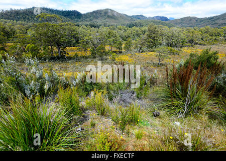 Vegetazione in Franklin Gordon Wild Rivers National Park, la Tasmania, Australia Foto Stock