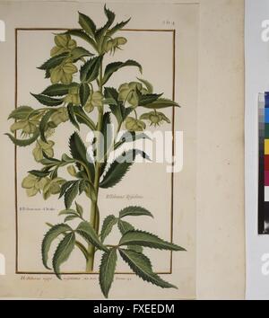Cod. Min. 53, Bd. 6, fol. 264r: Florilegium des Prinzen Eugen von Savoyen: Helleborus niger - Schneerose Foto Stock