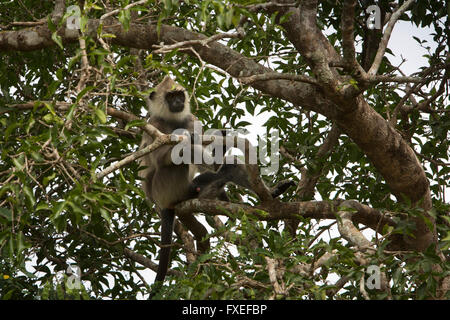 Sri Lanka, fauna selvatica, Yala National Park, tufted langur grigio Semnopithecus priamo nella struttura ad albero Foto Stock