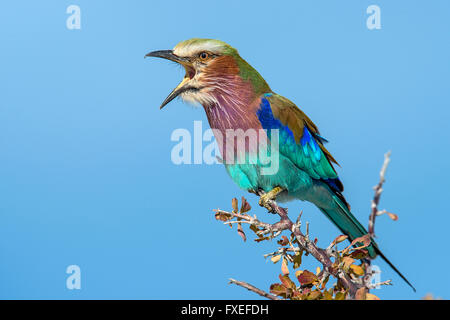 Vicino a Halali Camp in Etosha Nasional Park in Namibia. Ho visto un sacco di loro, lilla-breasted rulli, seduto accanto a Foto Stock