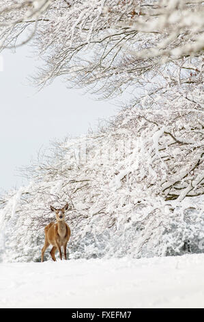 Una femmina del cervo di foraggio nella neve. Foto Stock