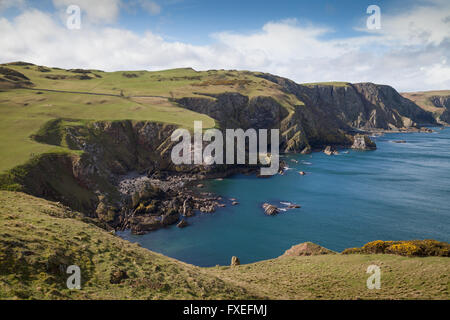 Berwickshire sentiero costiero vicino a St Abbs Head, Scozia. Foto Stock