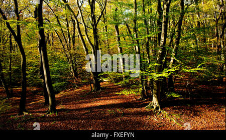 In autunno la Foresta di Epping, nei pressi di Londra Foto Stock