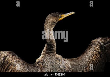 Cormorano asciugando le sue ali al sole, Everglades della Florida Foto Stock