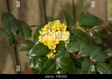 Piccolo impaccato mazzo di fiori gialli in una Mahonia aquifolium Arbusto con cera verde come le foglie in un giardino di Cheshire Foto Stock