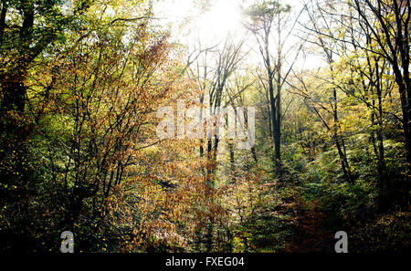 In autunno la Foresta di Epping, nei pressi di Londra Foto Stock