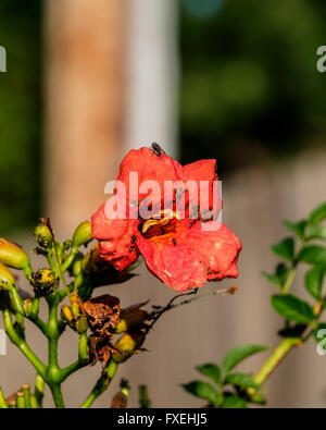 Le formiche sono afidi agricoli per il loro nettare dolce su una vite di tromba fiorente, Campis radicans.Oklahoma, Stati Uniti Foto Stock