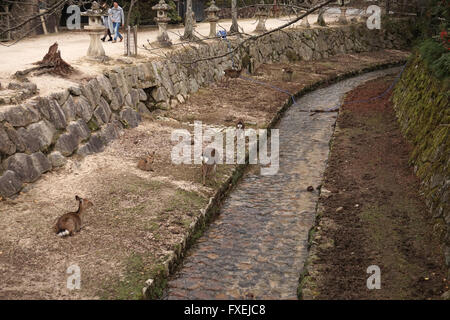 Daini domestici da un fiume sull'isola di Miyajima, Prefettura di Hiroshima, Giappone Foto Stock