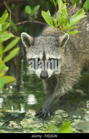 Procione pigmeo (Procione pygmaeus) specie gravemente minacciate, Isola di Cozumel, Messico. Meno di 500 rimangono in esistenza. Foto Stock