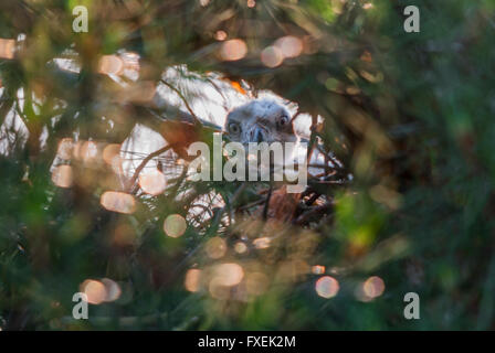 Short-toed snake eaglet spiata attraverso il fogliame della sua struttura Nido Foto Stock